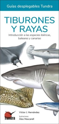 Tiburones_y_Rayas1