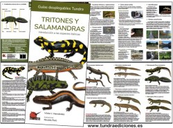 Tritonesysalamandras