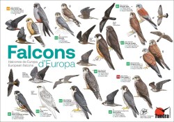 halcones_europa1