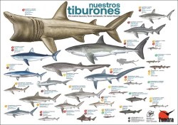 tiburones_poster7